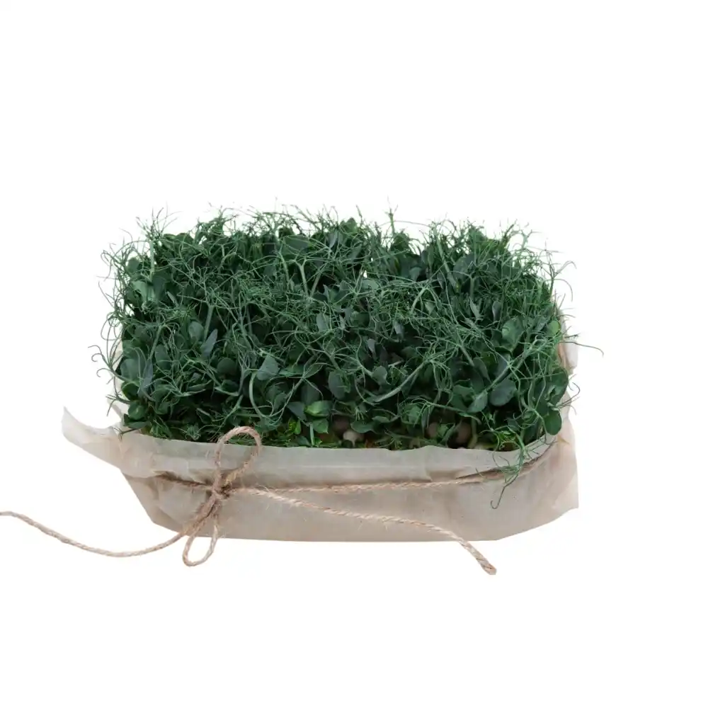 Микрозелень ECOSELF Горох