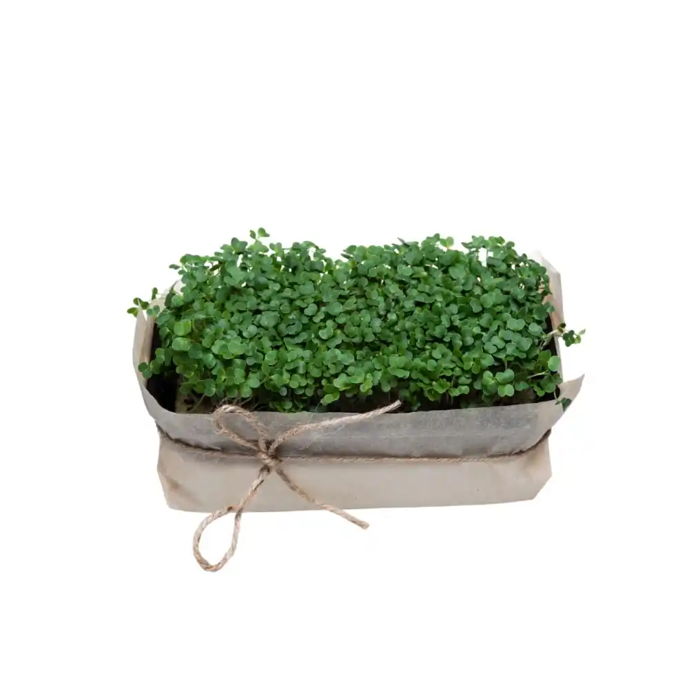 Микрозелень ECOSELF Капуста