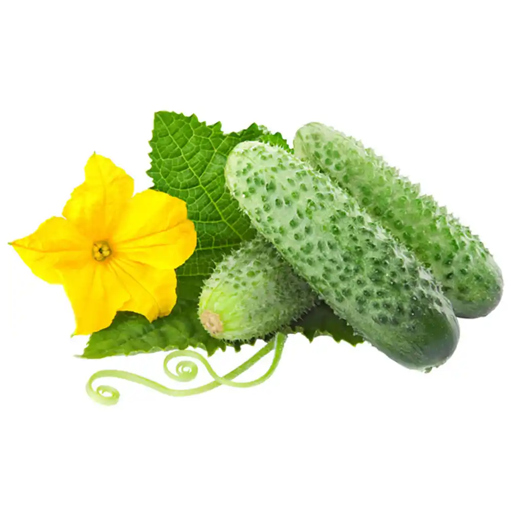 Огурцы короткоплодные вес